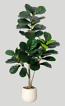 4' Fiddle Leaf Fig Tree 4' Fiddle Leaf Fig Tree